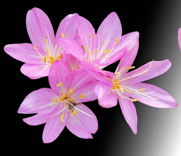 Colchicum speciosum